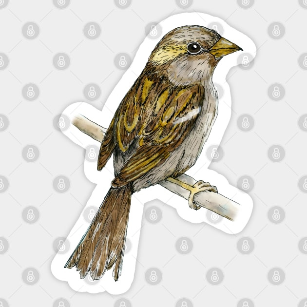 House sparrow colored ink drawing Sticker by Bwiselizzy